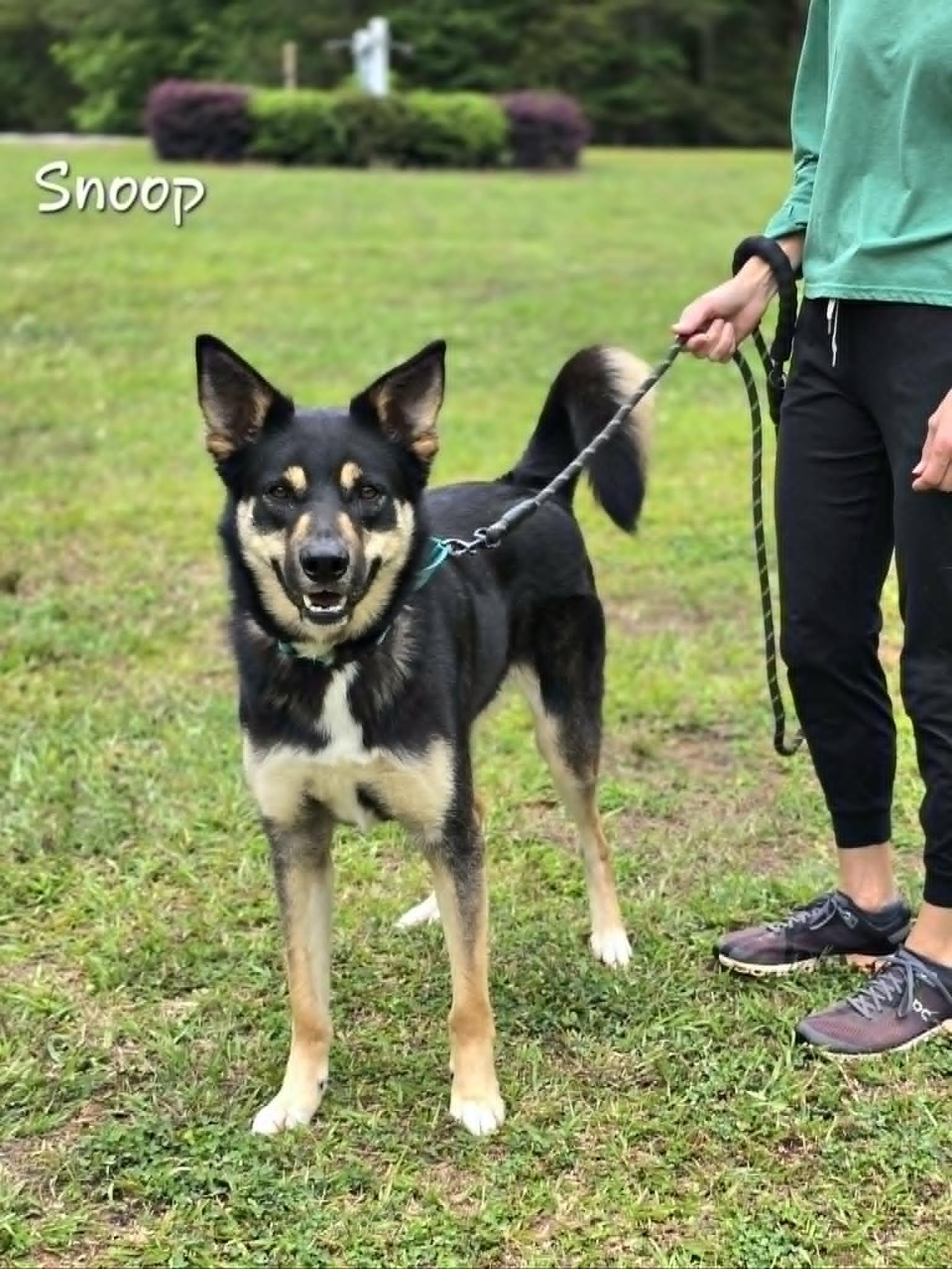 Snoop, a ADOPTABLE mixed breed in Bishop, GA image 2/6