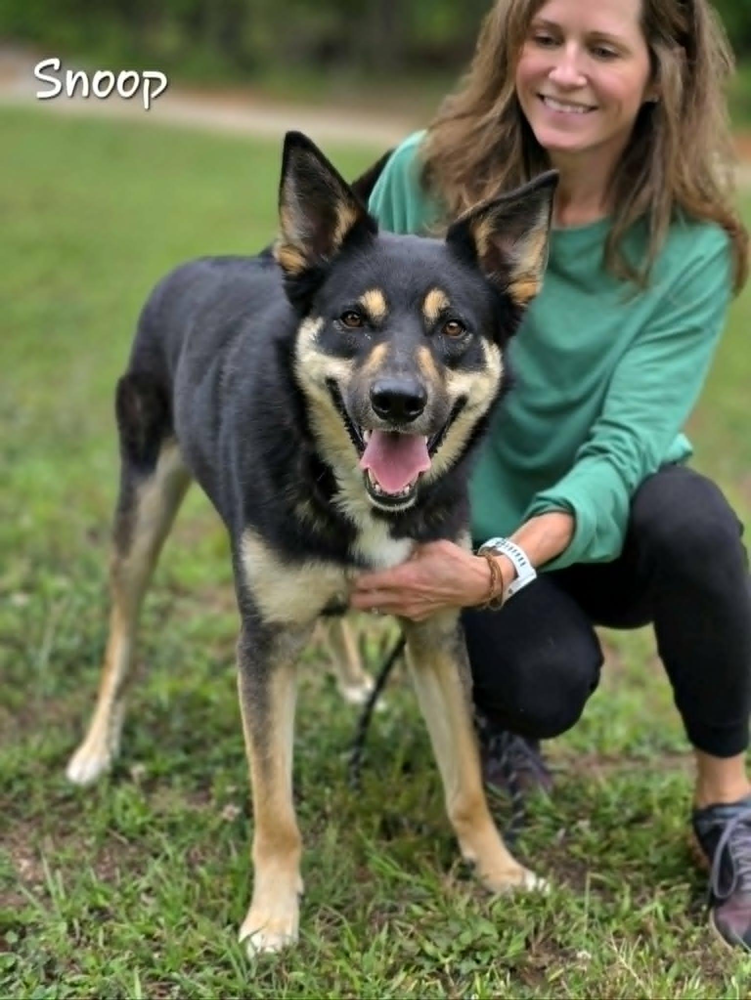 Snoop, a ADOPTABLE mixed breed in Bishop, GA image 5/6