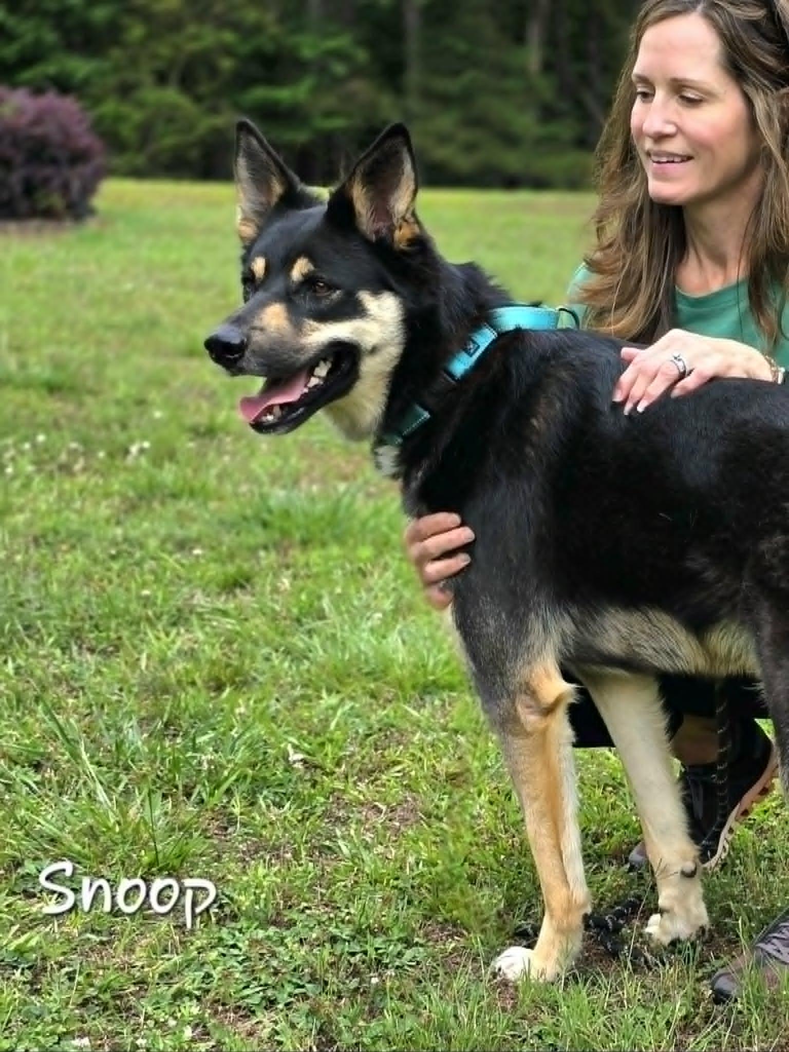 Snoop, a ADOPTABLE mixed breed in Bishop, GA image 4/6
