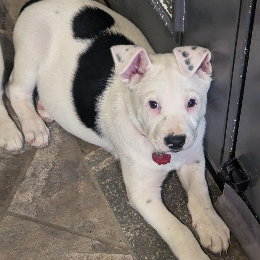 Drumstick, a Adoptable Plott Hound in Delaware, OH image 1/4
