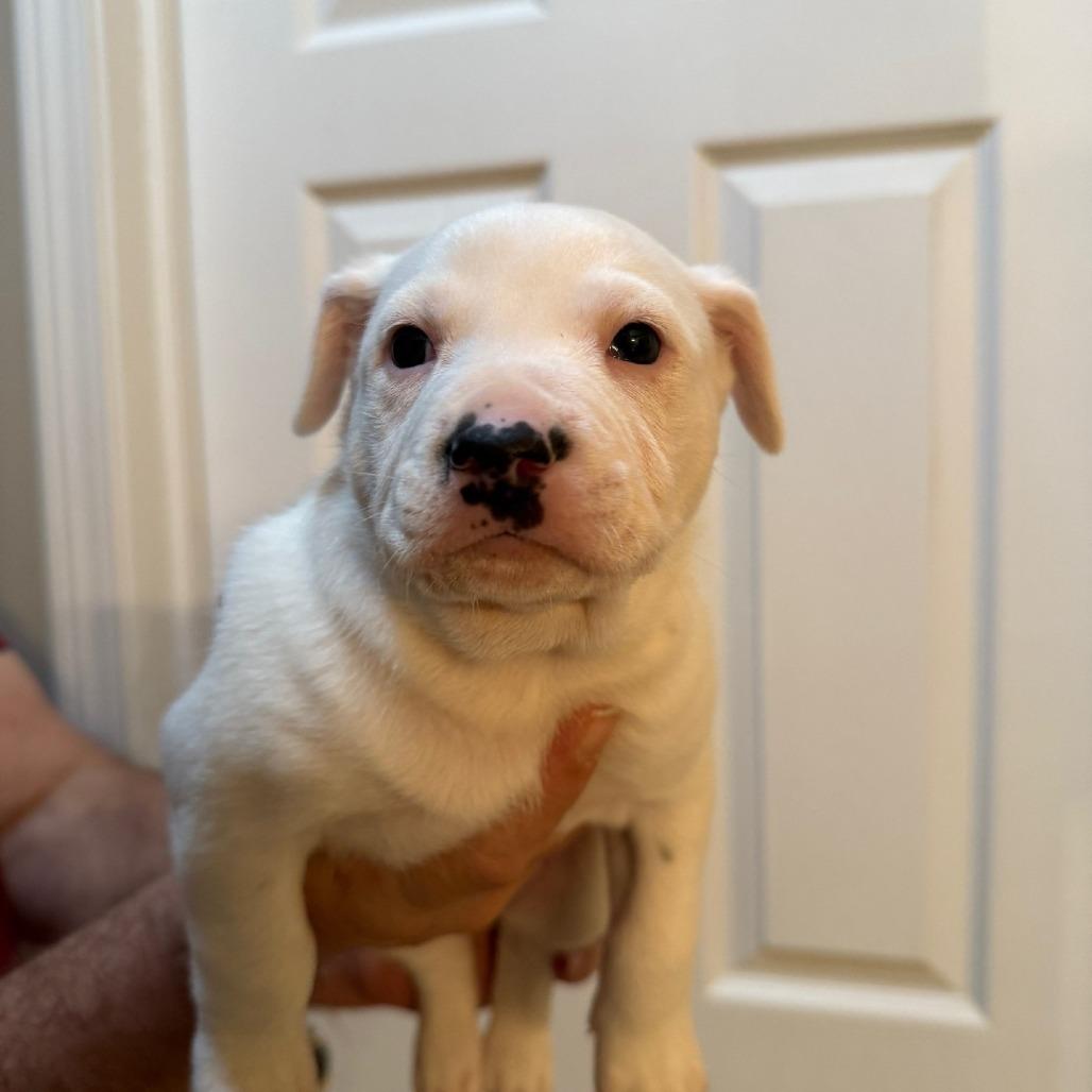 Drumstick, a Adoptable Plott Hound in Delaware, OH image 2/4