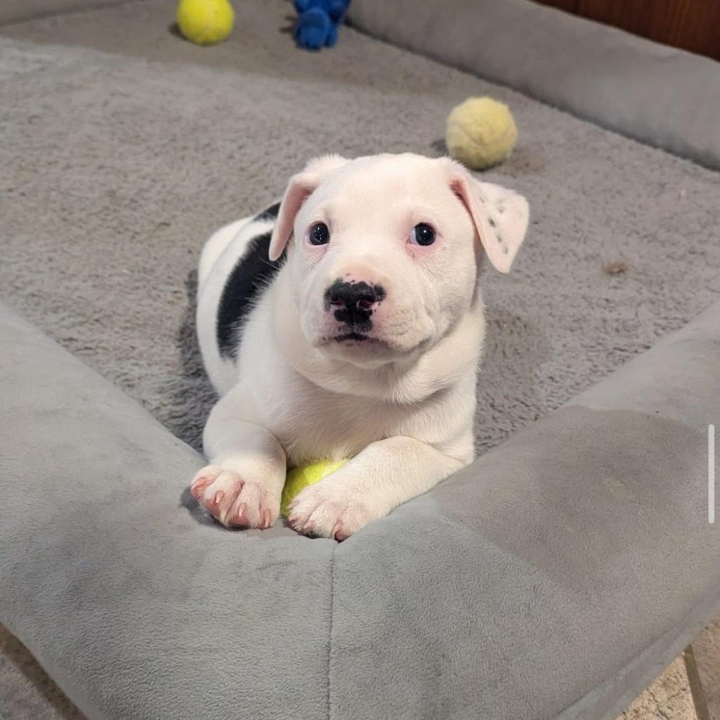 Drumstick, a Adoptable Plott Hound in Delaware, OH image 3/4