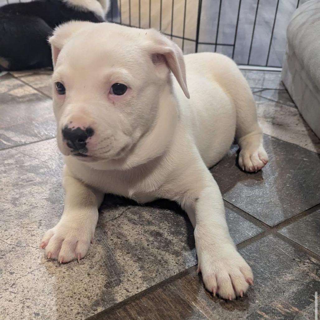 Drumstick, a Adoptable Plott Hound in Delaware, OH image 4/4