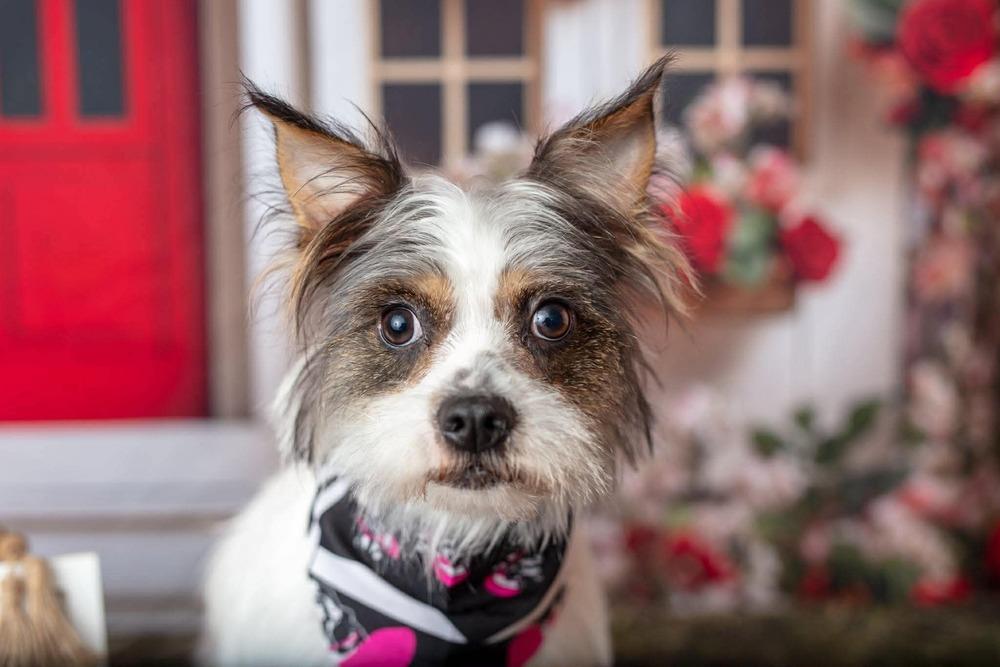 James, Adoptable, Young Male Yorkshire Terrier & Chihuahua.