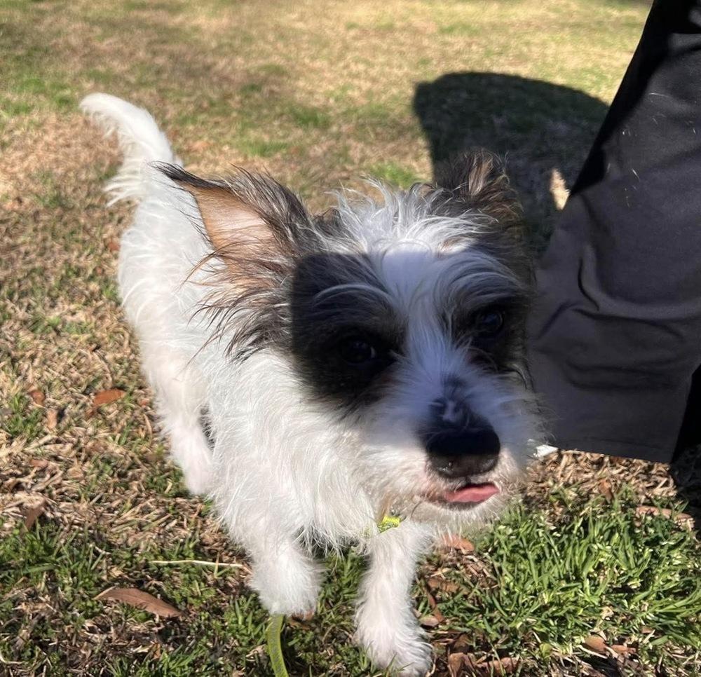 James, Adoptable, Young Male Yorkshire Terrier & Chihuahua.