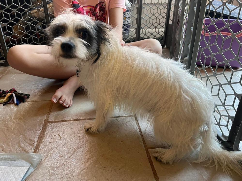 Enlarge James, a Adoptable mixed breed in WARNER ROBINS, GA image 2/3