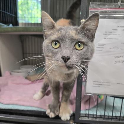 Enlarge Stormy, a Adoptable mixed breed in New Hope, PA image 1/3