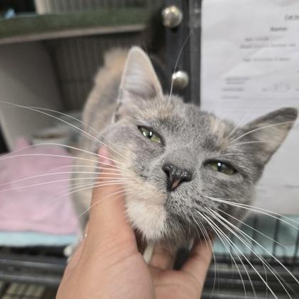 Enlarge Stormy, a Adoptable mixed breed in New Hope, PA image 2/3