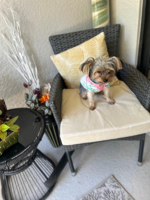 Ruby , ADOPTABLE, Young Female Yorkshire Terrier.