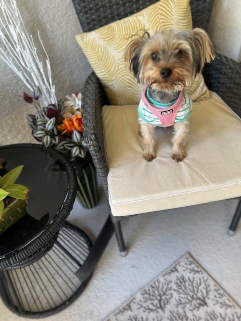 Enlarge Ruby , a ADOPTABLE Yorkshire Terrier in Maitland, FL image 2/3