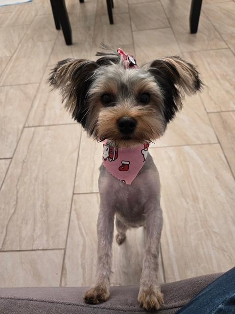 Enlarge Ruby , a ADOPTABLE Yorkshire Terrier in Maitland, FL image 3/3