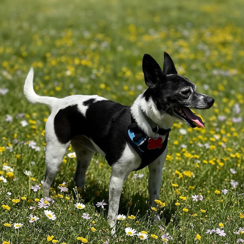 Sparky, Senior Male unknown