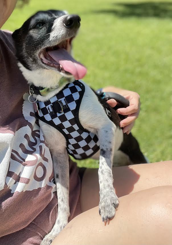 Sparky, a Adoptable Chihuahua in Las Vegas, NV image 2/4
