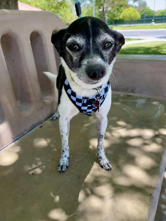 Sparky, a Adoptable Chihuahua in Las Vegas, NV image 3/4