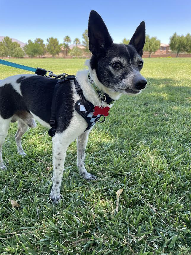 Sparky