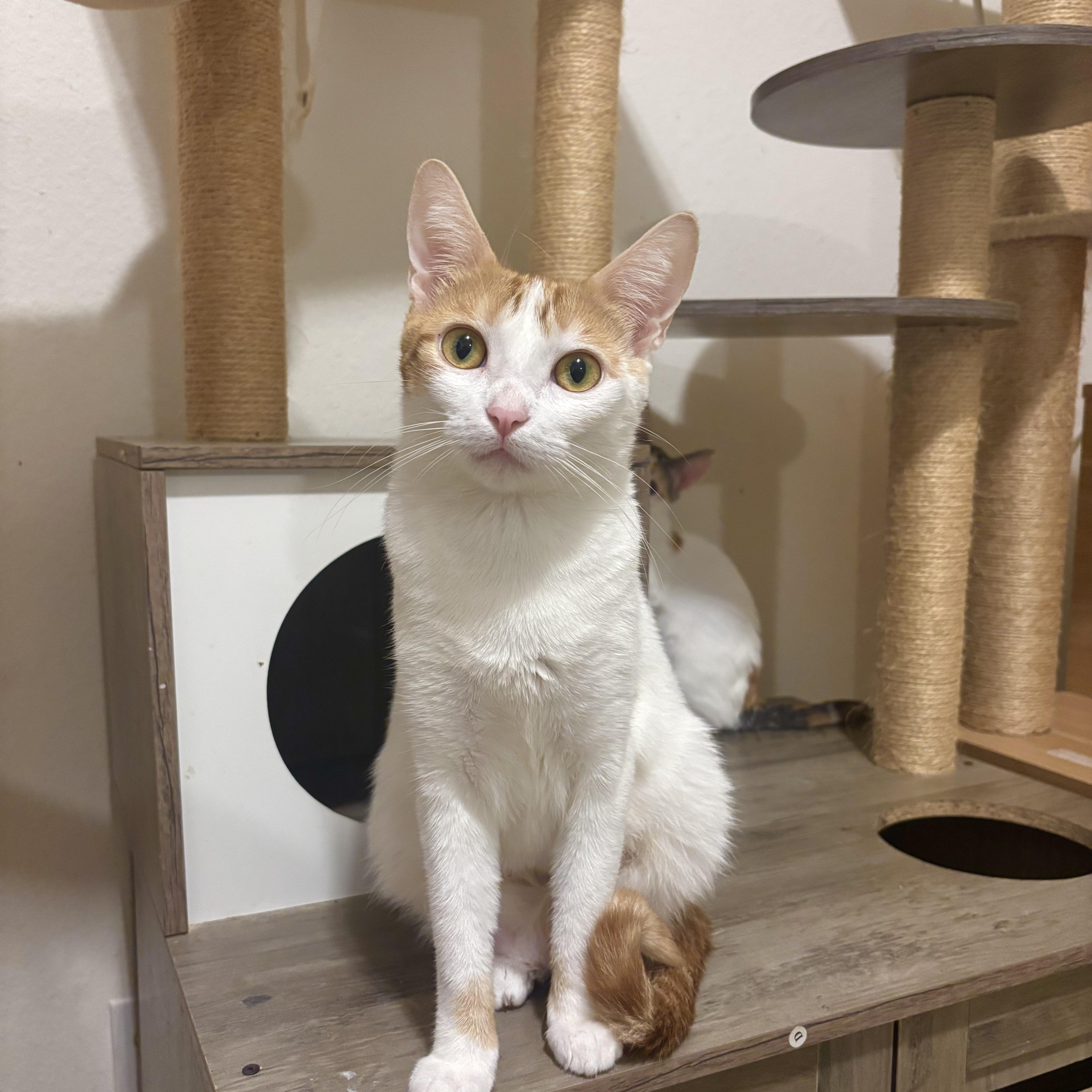 Enlarge Clover, a Adoptable Domestic Short Hair in Arlington, VA image 1/6