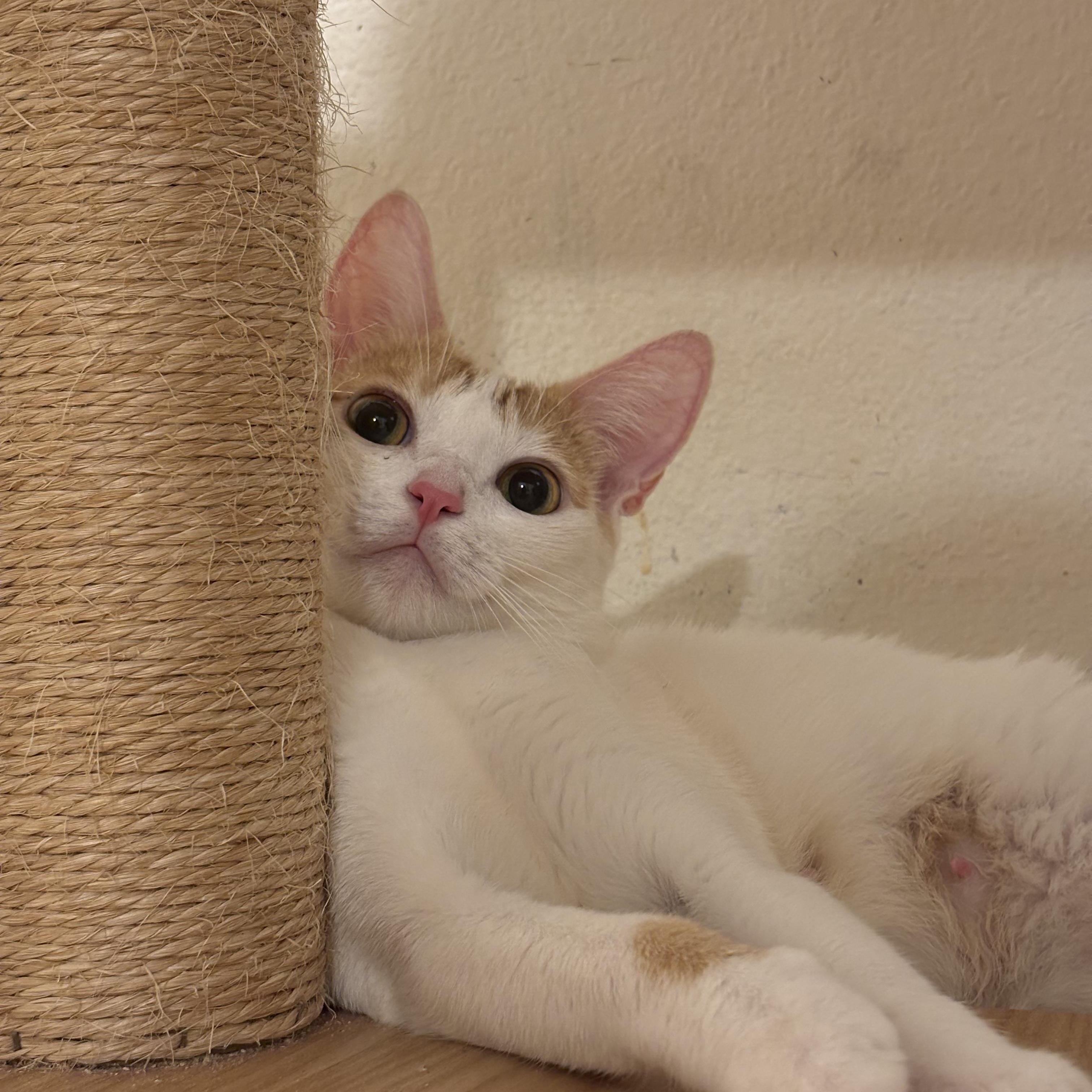 Enlarge Clover, a Adoptable Domestic Short Hair in Woodbridge, VA image 3/6