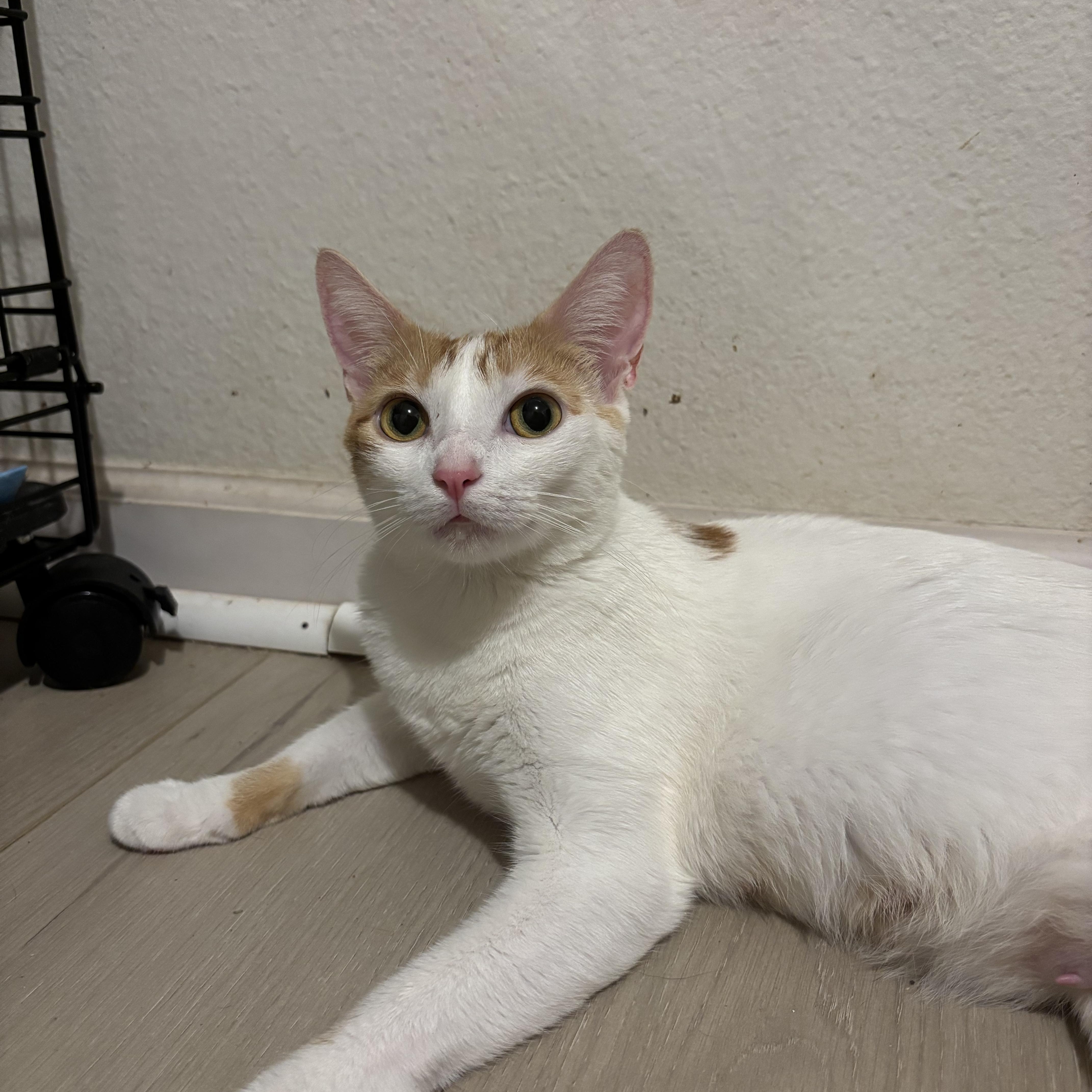 Enlarge Clover, a Adoptable Domestic Short Hair in Woodbridge, VA image 6/6