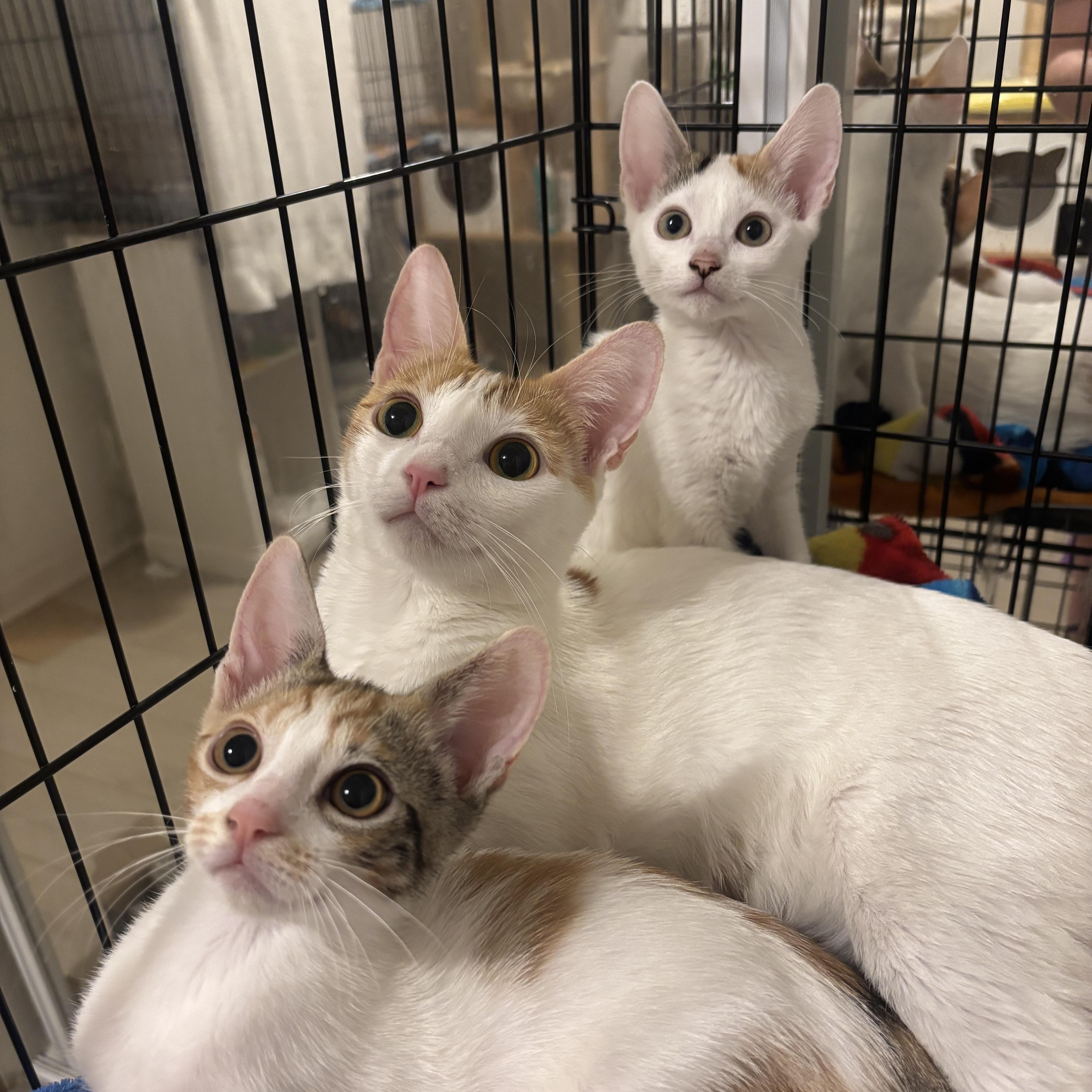 Enlarge Clover, a Adoptable Domestic Short Hair in Woodbridge, VA image 2/6