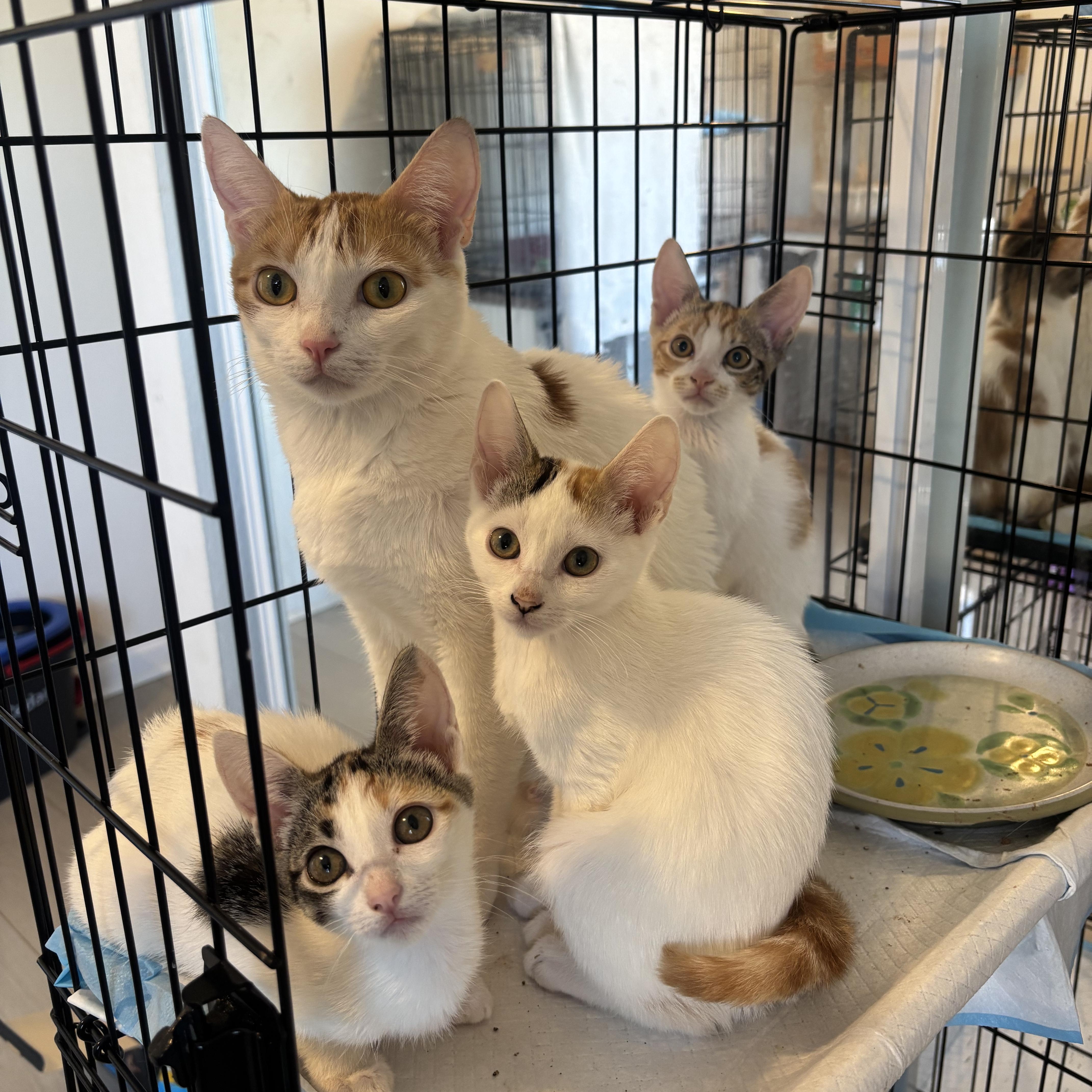 Enlarge Clover, a Adoptable Domestic Short Hair in Woodbridge, VA image 5/6