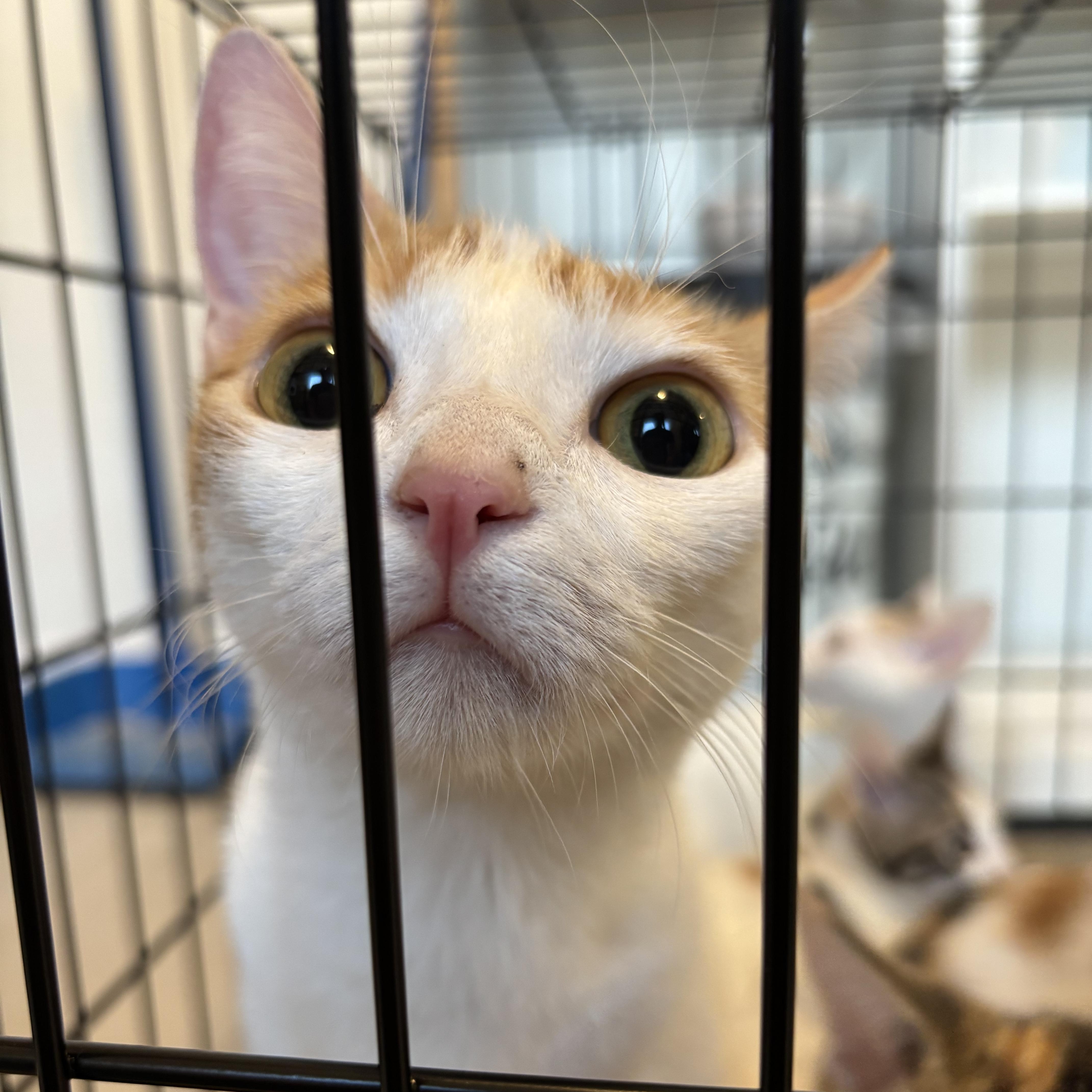 Enlarge Clover, a Adoptable Domestic Short Hair in Woodbridge, VA image 4/6