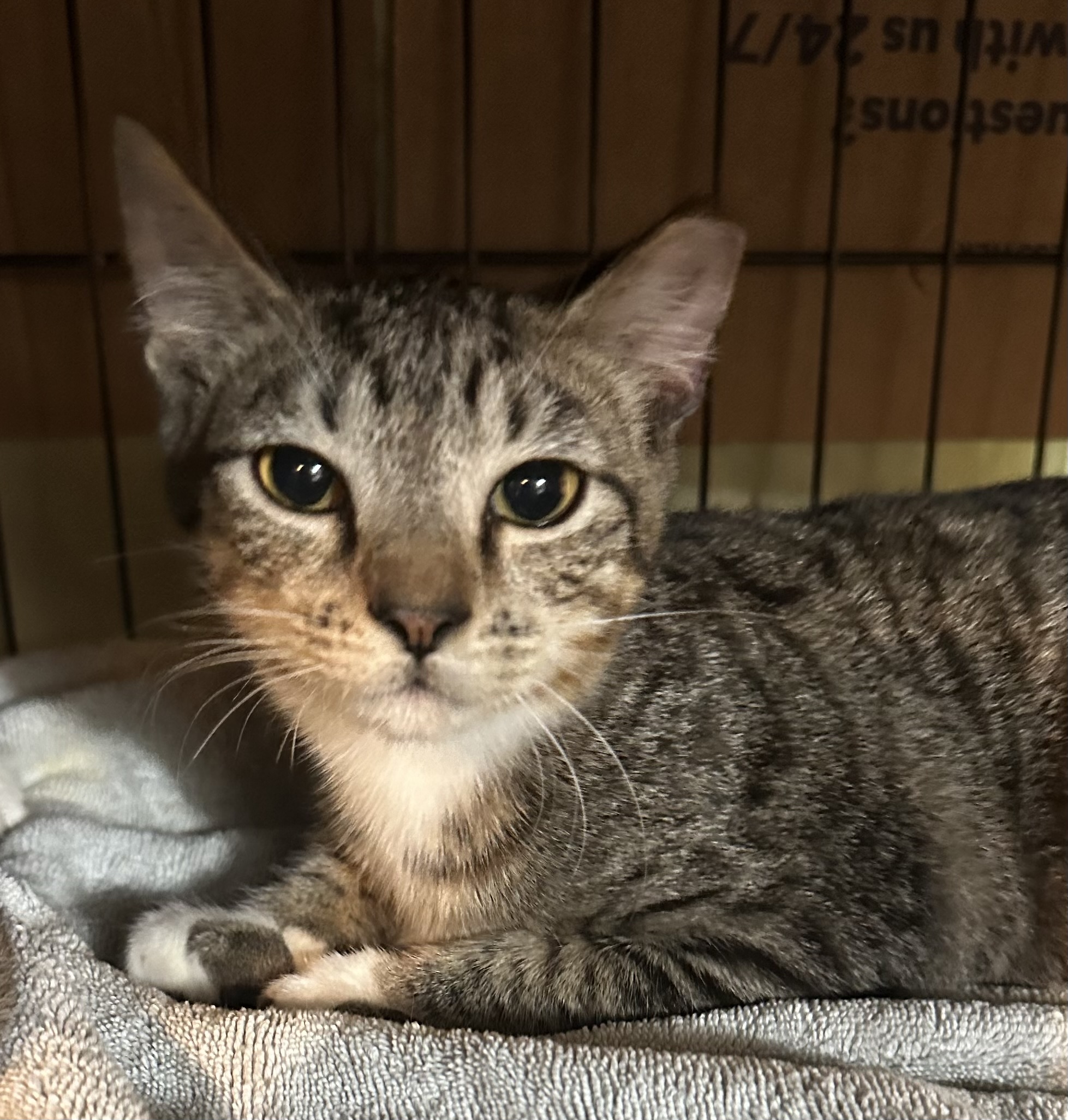 Pecan, Adoptable, Kitten Male Tabby.