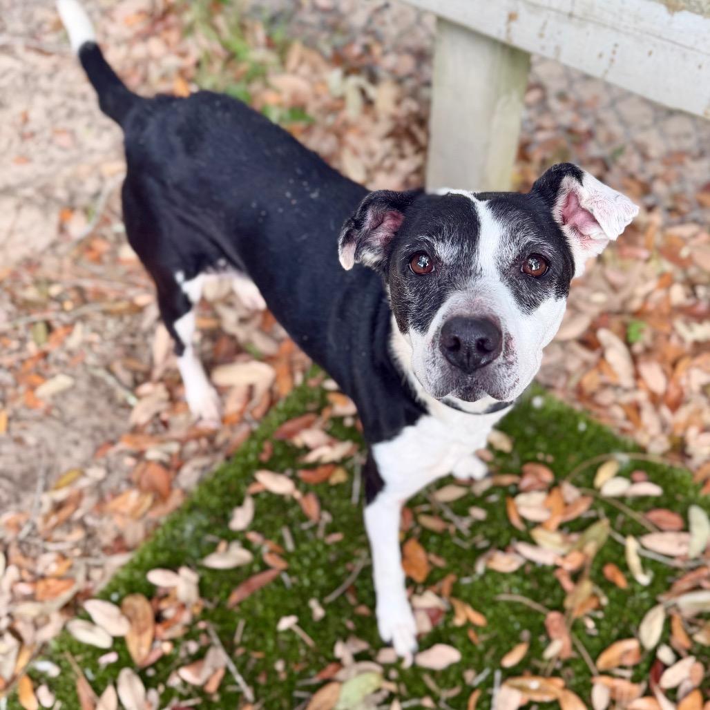 Cookie, Adoptable, Senior Female Mixed Breed.