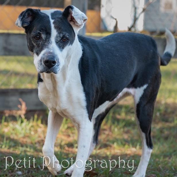 Cookie, a Adoptable Mixed Breed in Milton, FL image 2/6