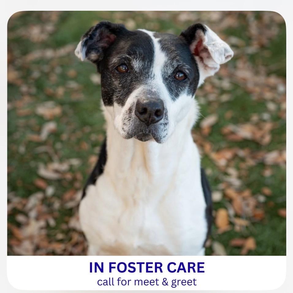Cookie, a Adoptable Mixed Breed in Milton, FL image 3/6