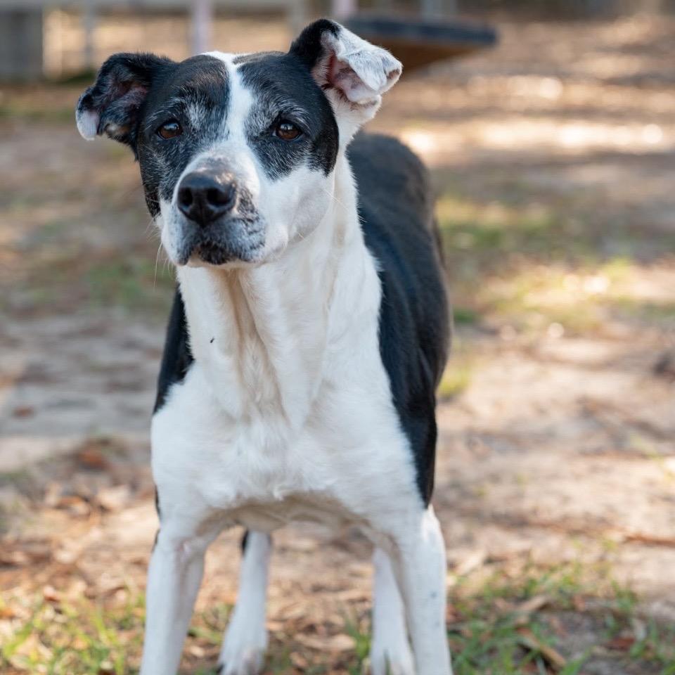 Cookie, a Adoptable Mixed Breed in Milton, FL image 4/6