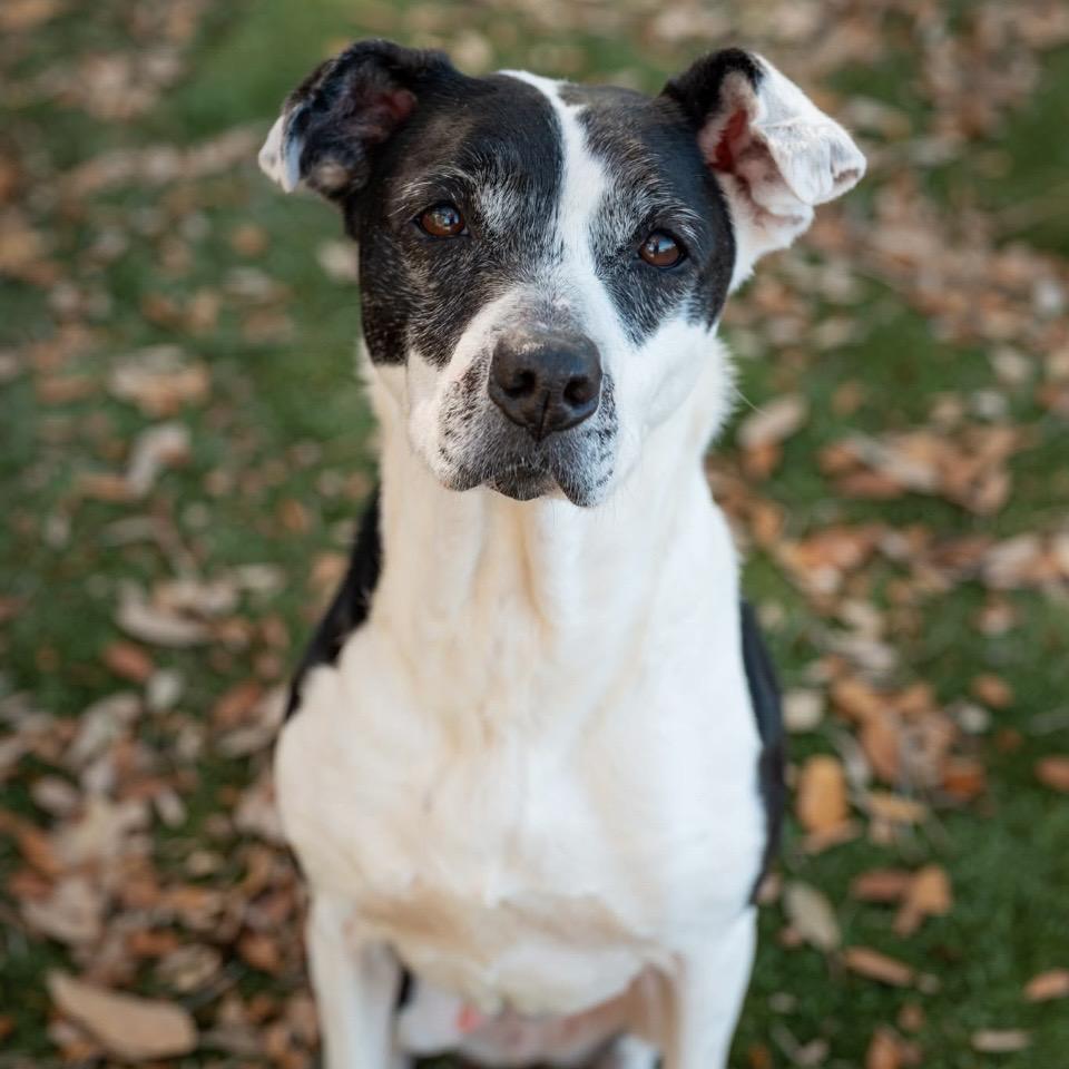 Cookie, a Adoptable Mixed Breed in Milton, FL image 5/6