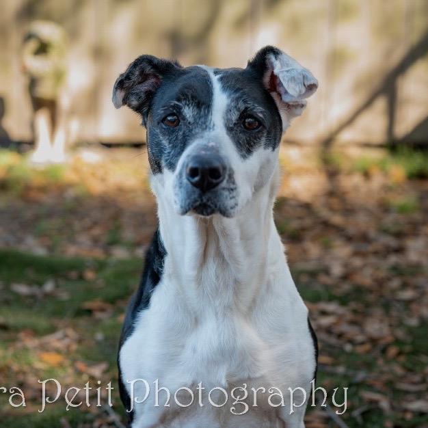 Cookie, a Adoptable Mixed Breed in Milton, FL image 6/6