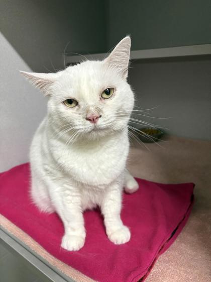 Blizzard, a Adoptable Domestic Short Hair in Bensalem, PA image 1/3