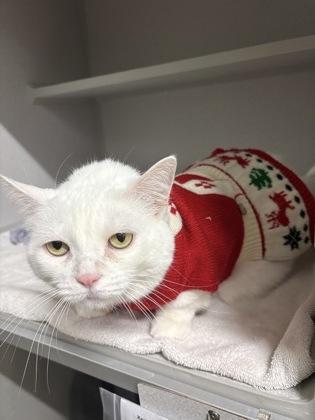 Blizzard, Adoptable, Adult Female Domestic Short Hair & Domestic Short Hair.