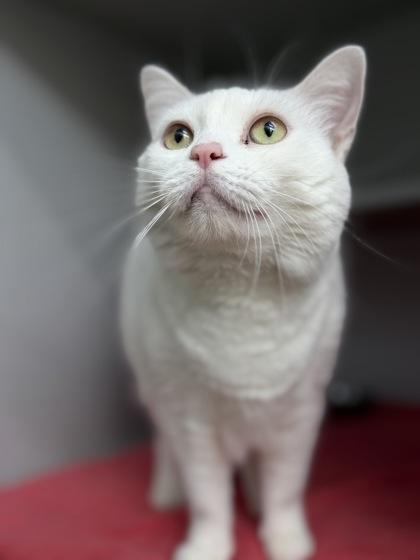 Blizzard, a Adoptable Domestic Short Hair in Bensalem, PA image 2/3