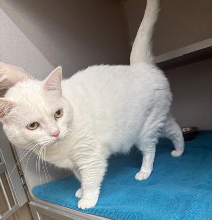 Blizzard, a Adoptable Domestic Short Hair in Bensalem, PA image 3/3