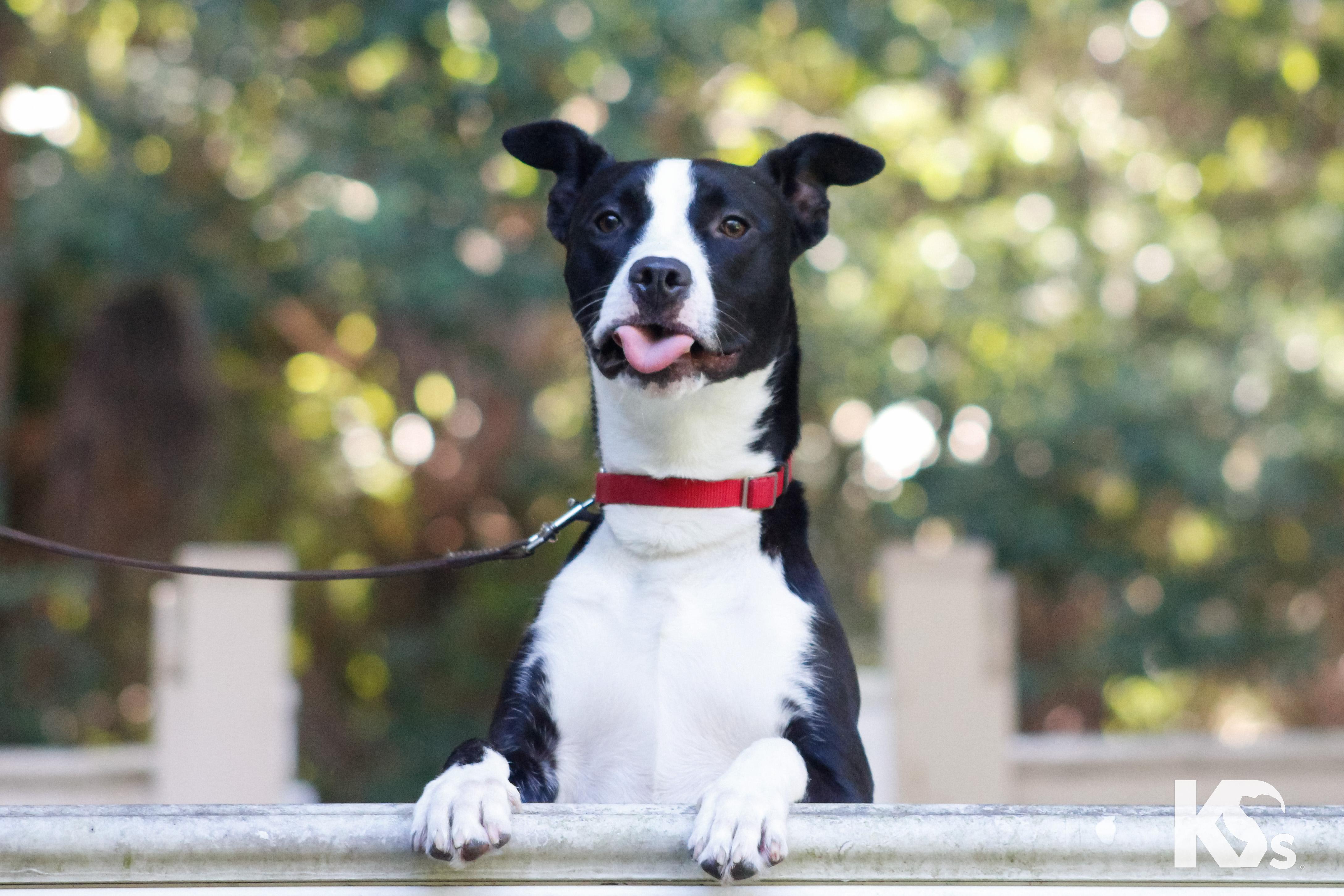 Train, Adoptable, Young Male Boxer & American Staffordshire Terrier.