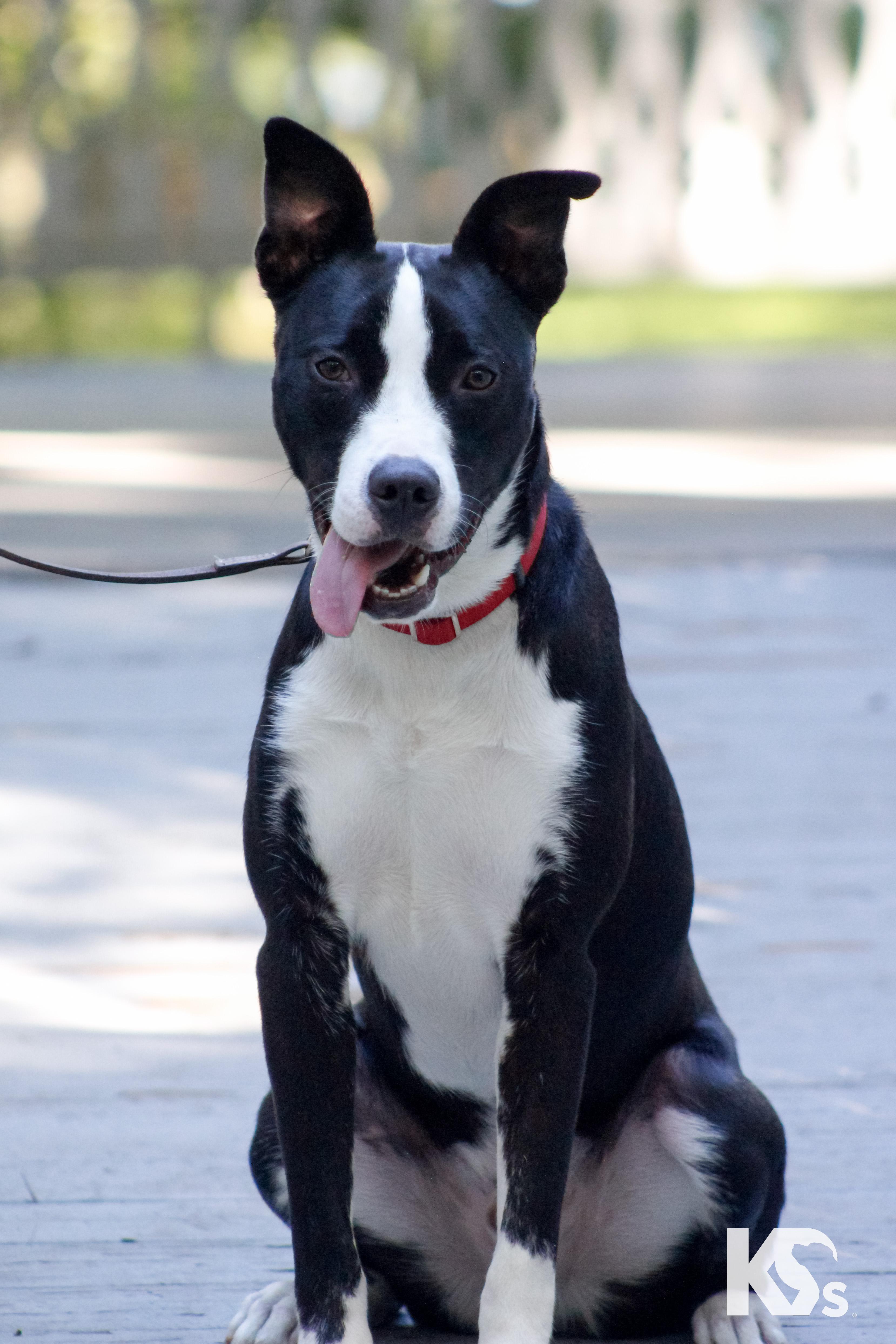 Enlarge Train, a Adoptable mixed breed in Ponte Vedra, FL image 2/6