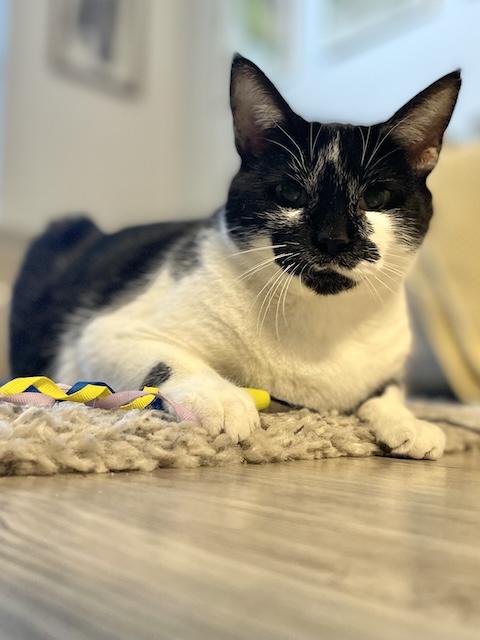 Enlarge Mama Indiana, a Adoptable Domestic Short Hair in Denver, CO image 5/6