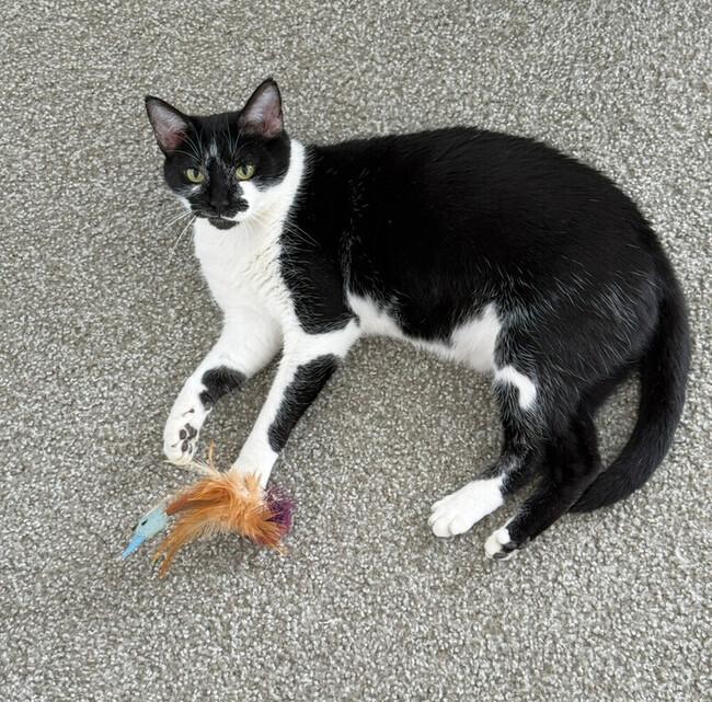 Enlarge Mama Indiana, a Adoptable Domestic Short Hair in Denver, CO image 1/3