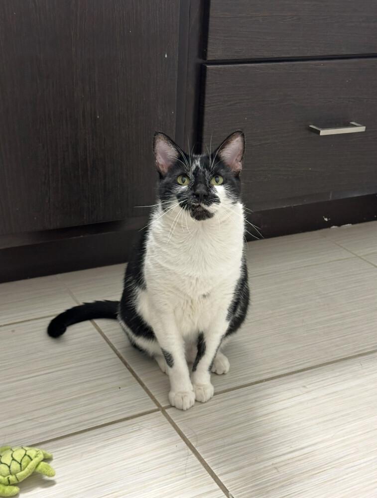 Enlarge Mama Indiana, a Adoptable Domestic Short Hair in Denver, CO image 2/3