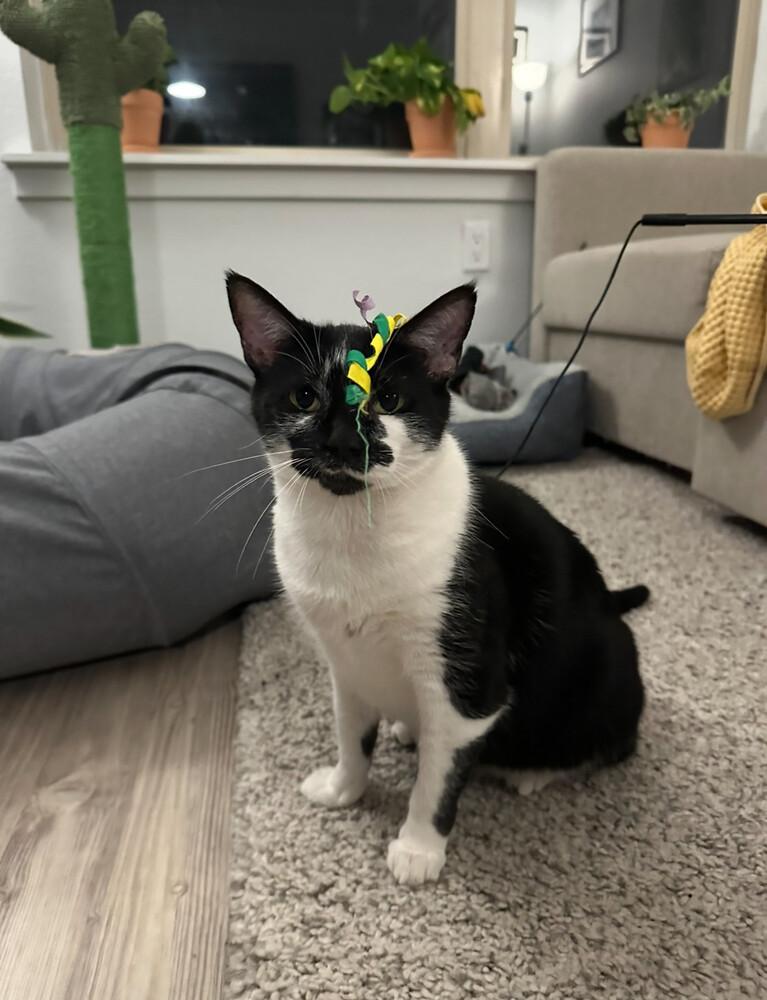 Enlarge Mama Indiana, a Adoptable Domestic Short Hair in Denver, CO image 3/3