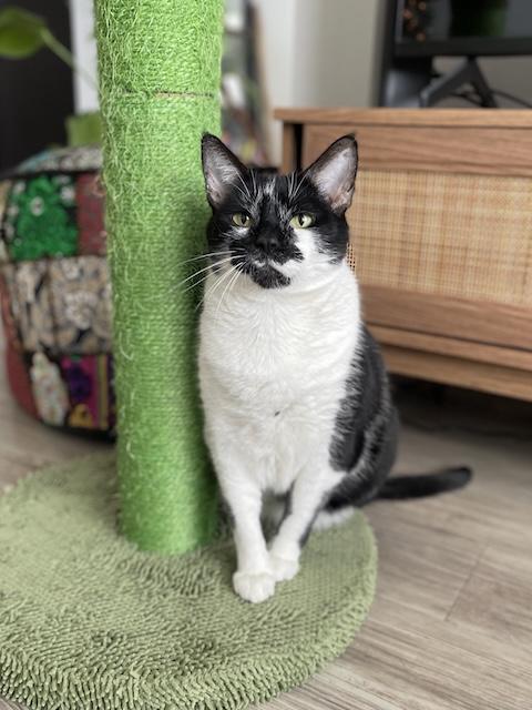 Mama Indiana, Adoptable, Adult Female Domestic Short Hair.