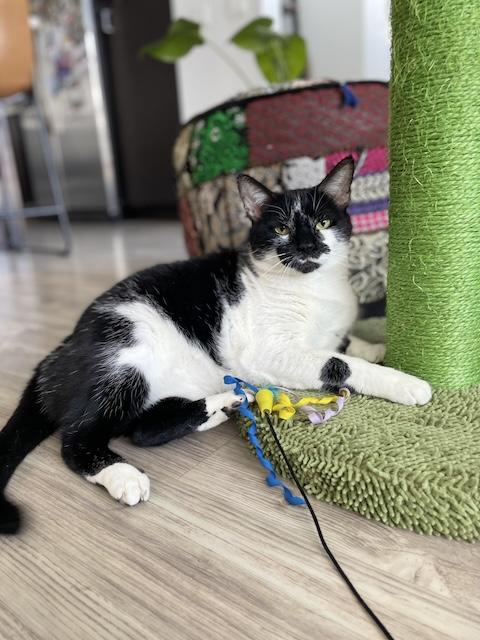 Enlarge Mama Indiana, a Adoptable Domestic Short Hair in Denver, CO image 6/6