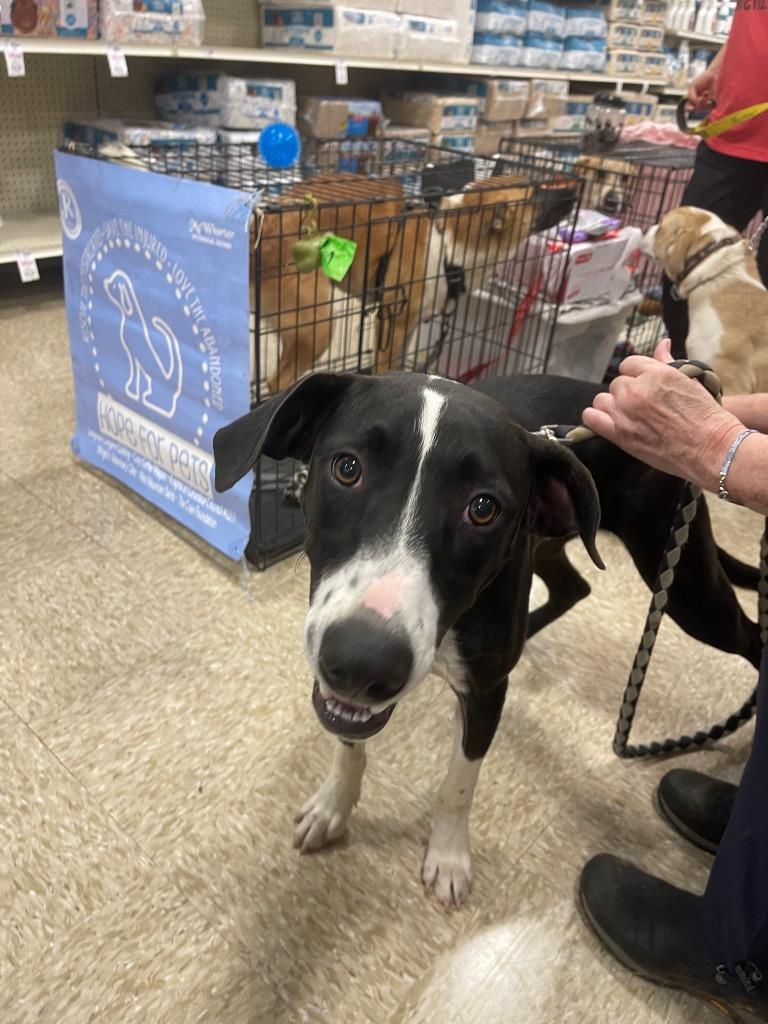 Maximus, Adoptable, Young Male Border Collie.
