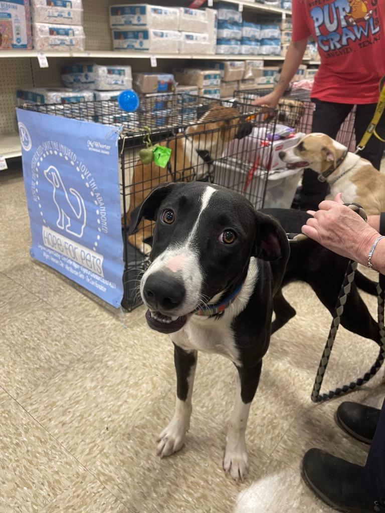 Enlarge Maximus, a Adoptable mixed breed in Gilmer, TX image 2/6