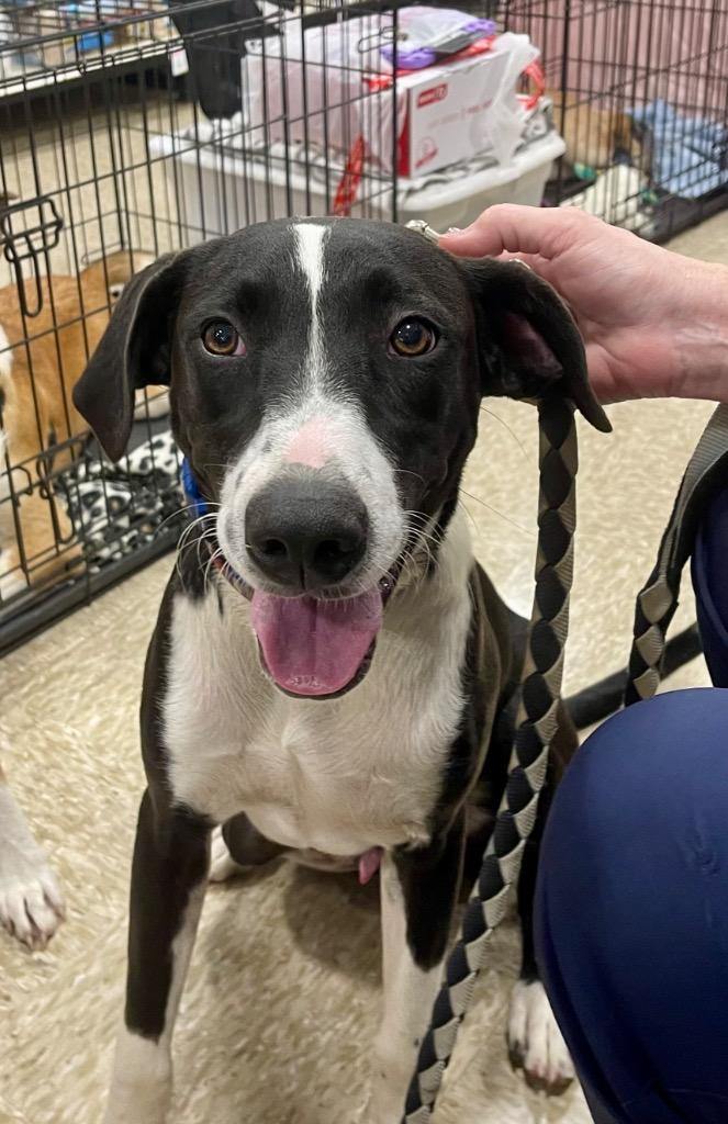 Enlarge Maximus, a Adoptable mixed breed in Gilmer, TX image 2/6