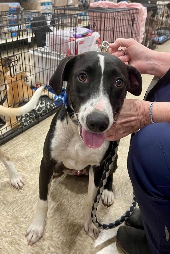 Enlarge Maximus, a Adoptable mixed breed in Gilmer, TX image 4/6