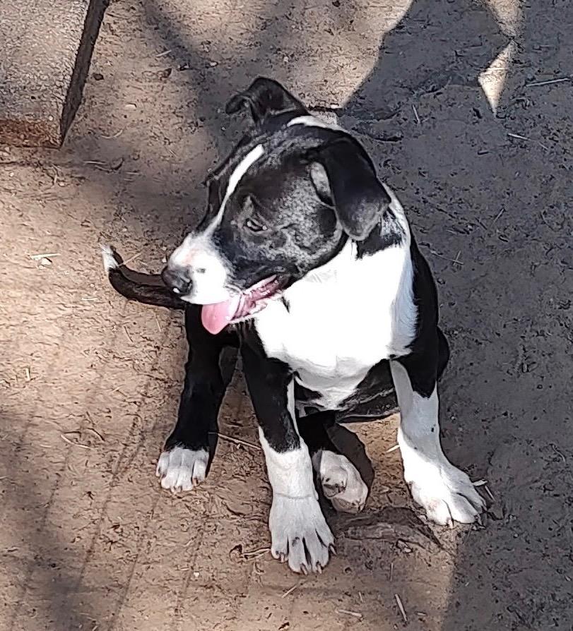 Enlarge Maximus, a Adoptable mixed breed in Gilmer, TX image 5/6