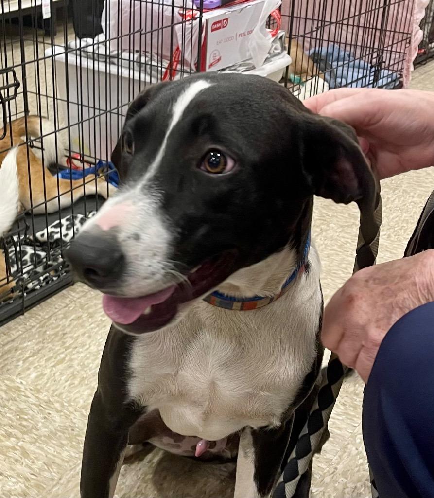 Enlarge Maximus, a Adoptable mixed breed in Gilmer, TX image 6/6